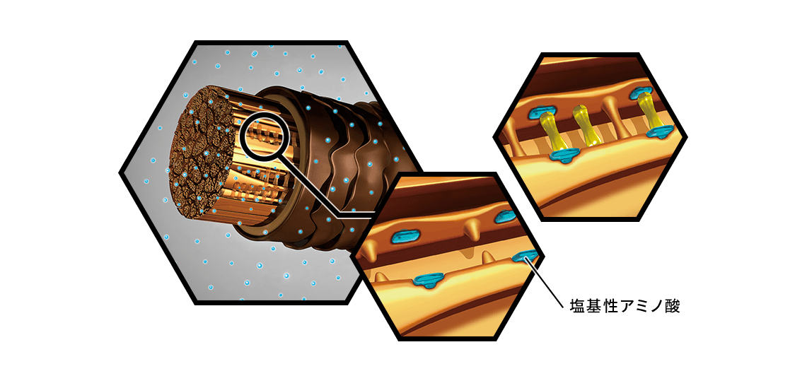 塩基性アミノ酸