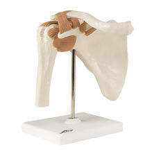 肩関節モデル 台付  A80  16X12X20CM 肩関節モデル 台付  A80  16X12X20CM