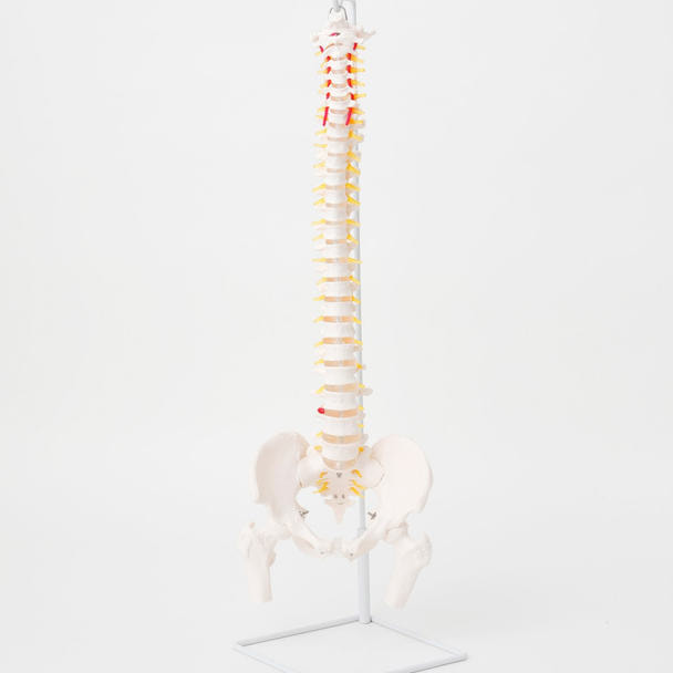 脊柱可動型モデル 大腿骨付 1