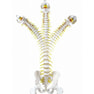 可動型脊柱模型IK41（大腿骨付きモデル） 4
