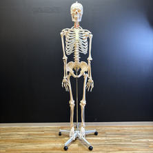 【アウトレット】全身骨格模型 等身大（キャスター付き）