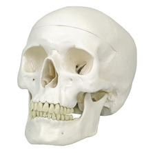 標準型頭蓋モデル A20  20X13.5X15.5CM 標準型頭蓋モデル A20  20X13.5X15.5CM