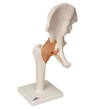 股関節モデル 台付  A81 17X12X33CM 股関節モデル 台付  A81 17X12X33CM