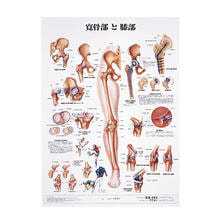 人体解剖学チャート ポスターサイズ  寛骨部と膝部S ラミネートバン 人体解剖学チャート ポスターサイズ  寛骨部と膝部S ラミネートバン