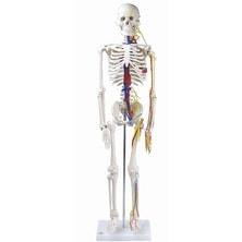 全身骨格模型IK22（1/2サイズ 主要動脈・静脈・神経根付）