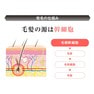 【Long Love Lash】ラッシュセラム 1.7ml＜3本＞ 5