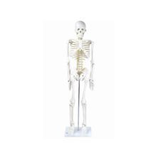 全身骨格模型IK21（1/2サイズ）