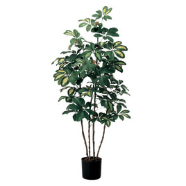 観葉植物の卸 通販 アイラッシュ ビューティガレージ