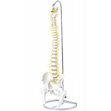 可動型脊柱模型IK41（大腿骨付きモデル）