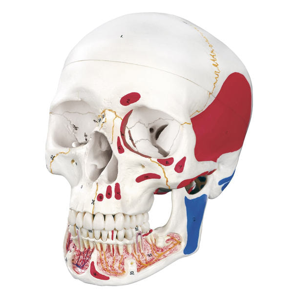 筋付頭蓋モデル 3B Smart Anatomy 明るかっ 骨格模型