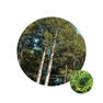 生活の木 エッセンシャルオイル 檜葉（ヒバ） 3ml 3