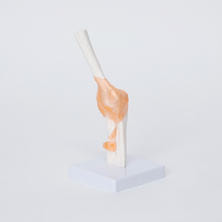 靭帯付き肘関節模型 靭帯付き肘関節模型