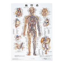 人体解剖学チャート ポスターサイズ  血管系M ラミネートバン 人体解剖学チャート ポスターサイズ  血管系M ラミネートバン