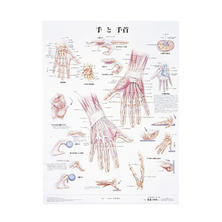 人体解剖学チャート ポスターサイズ  手と手首S ラミネートバン 人体解剖学チャート ポスターサイズ  手と手首S ラミネートバン