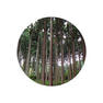 生活の木 エッセンシャルオイル 檜（ヒノキ）精油 10ml 3