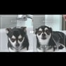KINUJO Silk Rich Shower 優しい肌当たり編_比較テスト(犬)
