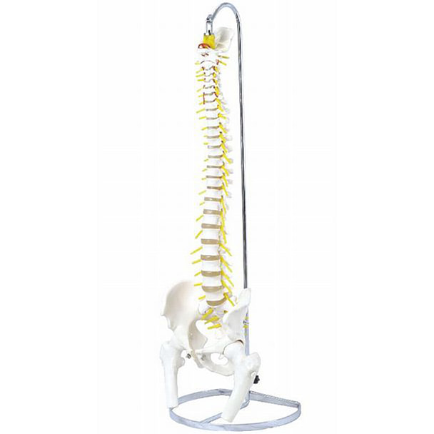 可動型脊柱模型IK41（大腿骨付きモデル） 1