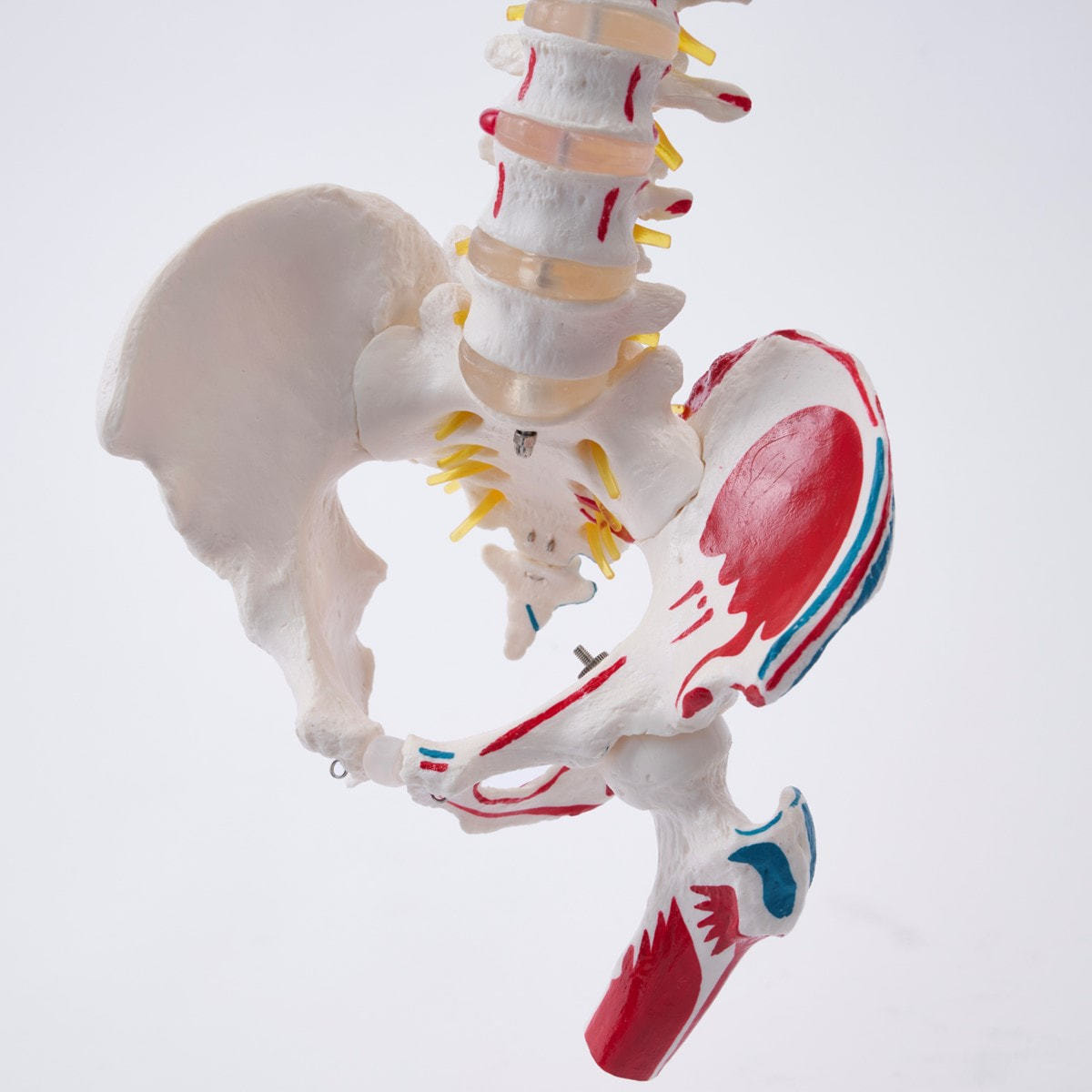 ドイツ製　等身大脊柱模型　脊柱可動型モデル　『3Ｂ　Scientific 』 Amazon.co.jp: 脊柱模型 - 脊柱可動型モデル，大腿骨付 - 3B