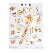 人体解剖学チャート ポスターサイズ  肩と肘S ラミネートバン 人体解剖学チャート ポスターサイズ  肩と肘S ラミネートバン