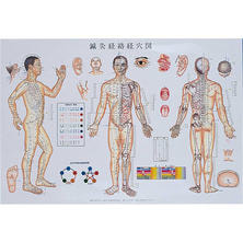 カナケン 鍼灸経絡経穴図（ビニール加工）