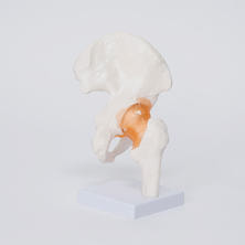 靭帯付き股関節模型 靭帯付き股関節模型
