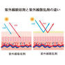 グリーンノート オーガニックUVミルク30ml×3本 ≪エコサート認証≫ 9