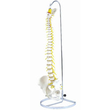 可動型脊柱模型IK40（標準モデル）