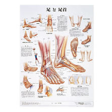 人体解剖学チャート ポスターサイズ  足と足首S ラミネートバン 人体解剖学チャート ポスターサイズ  足と足首S ラミネートバン