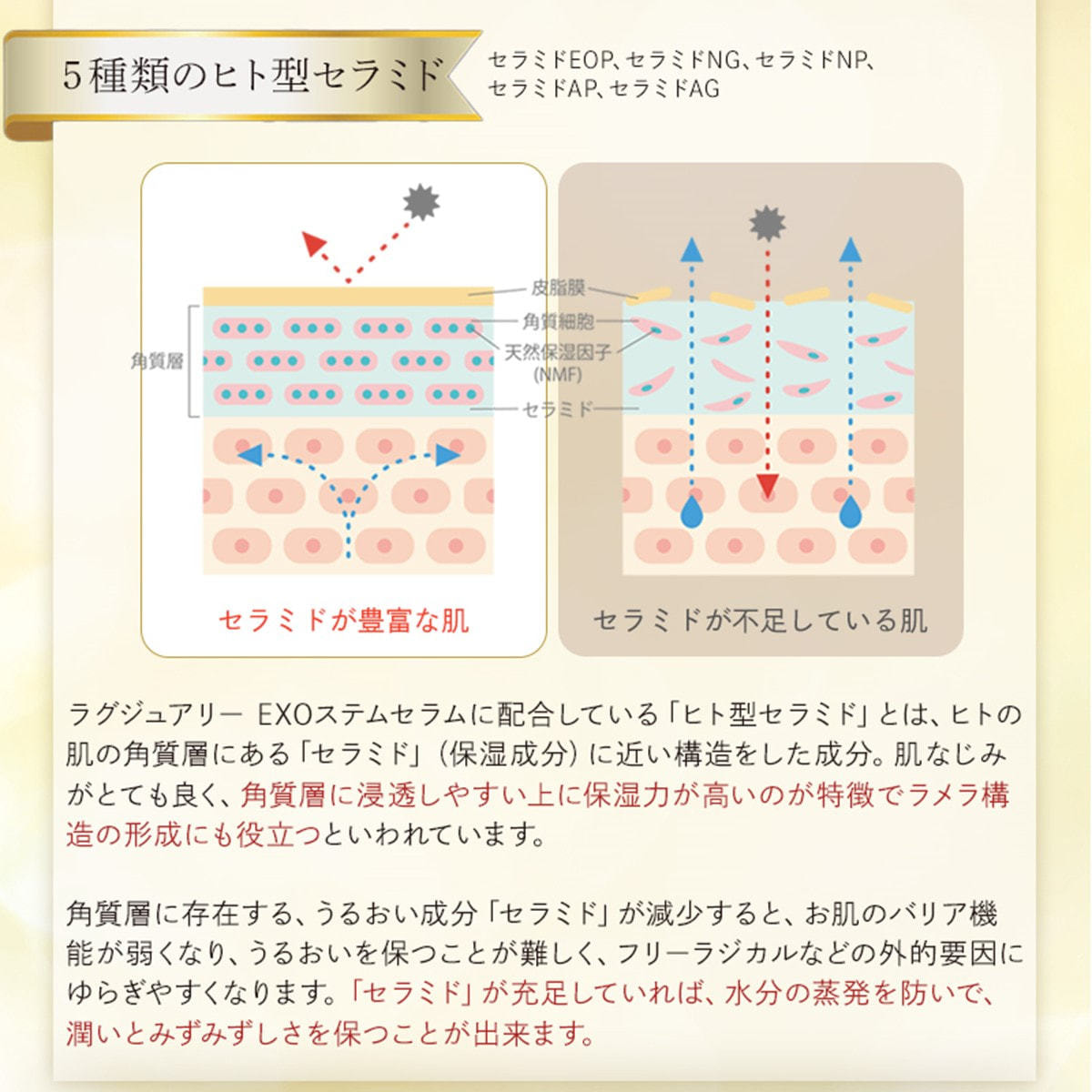 デマレ ラグジュアリー EXOステムセラム 30mlの卸・通販 | ビューティ 