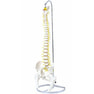 可動型脊柱模型IK41（大腿骨付きモデル） 1
