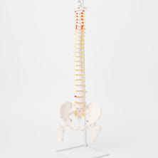 脊柱可動型モデル 大腿骨付