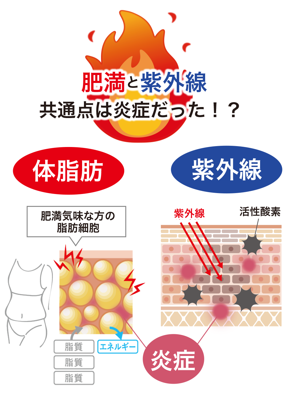 シロカル　大容量2ヶ月分　飲む日焼け止め＆体脂肪カット　ダイエットサプリ　オルト shirocal（シロカル）62粒入り【機能性表示食品】の卸・通販